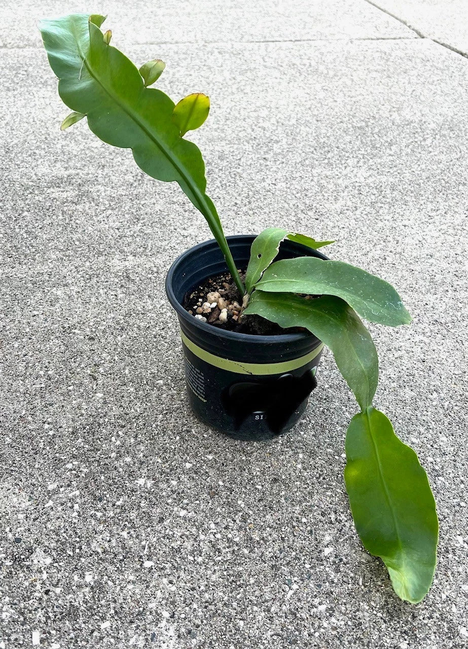 Fragrant Epiphyllum oxipetalum 'Queen of the Night' Succulent Plant – Night-Blooming Cactus, Rooted Live Plant, Indoor Garden