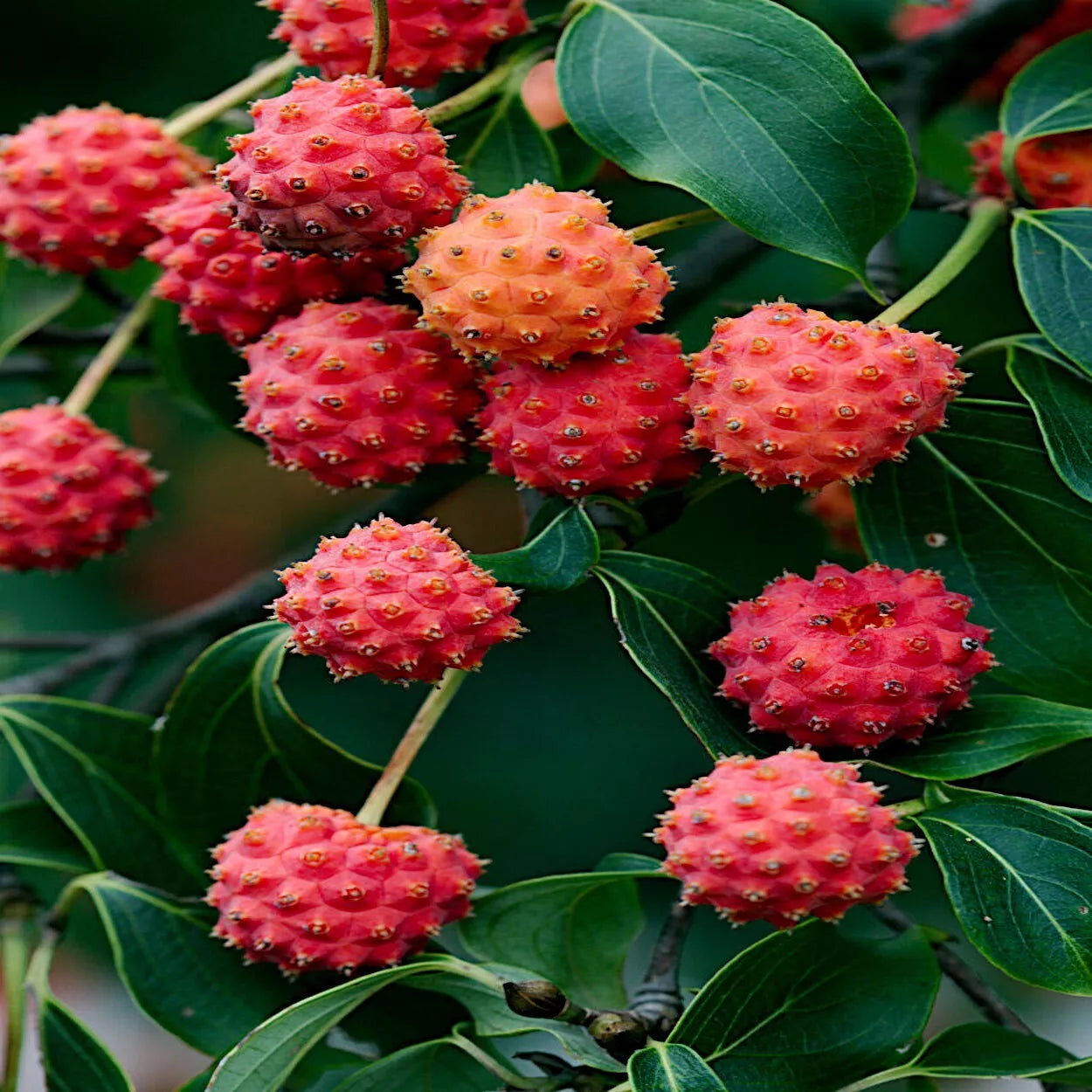 Kousa Dogwood Tree Seeds - Chinese Milky Way - White Flowers, Red Fruit - Cornus kousa - Garden Planting Seeds