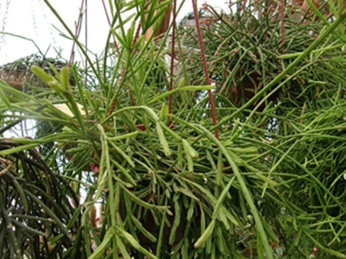 Rhipsalis sulcata Cuttings 4 Inches with Yellow and White Flowers - Branching Cactus