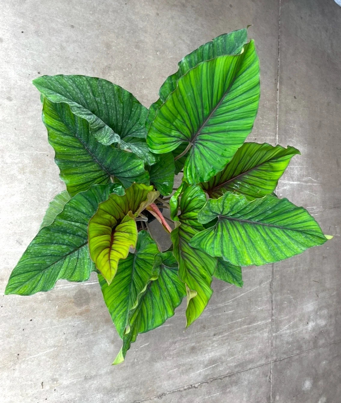 Adelonema Red Velvet Plant - 3" Rooted Foliage Houseplant, Indoor Decor, Easy Care, Aglaonema Hybrid