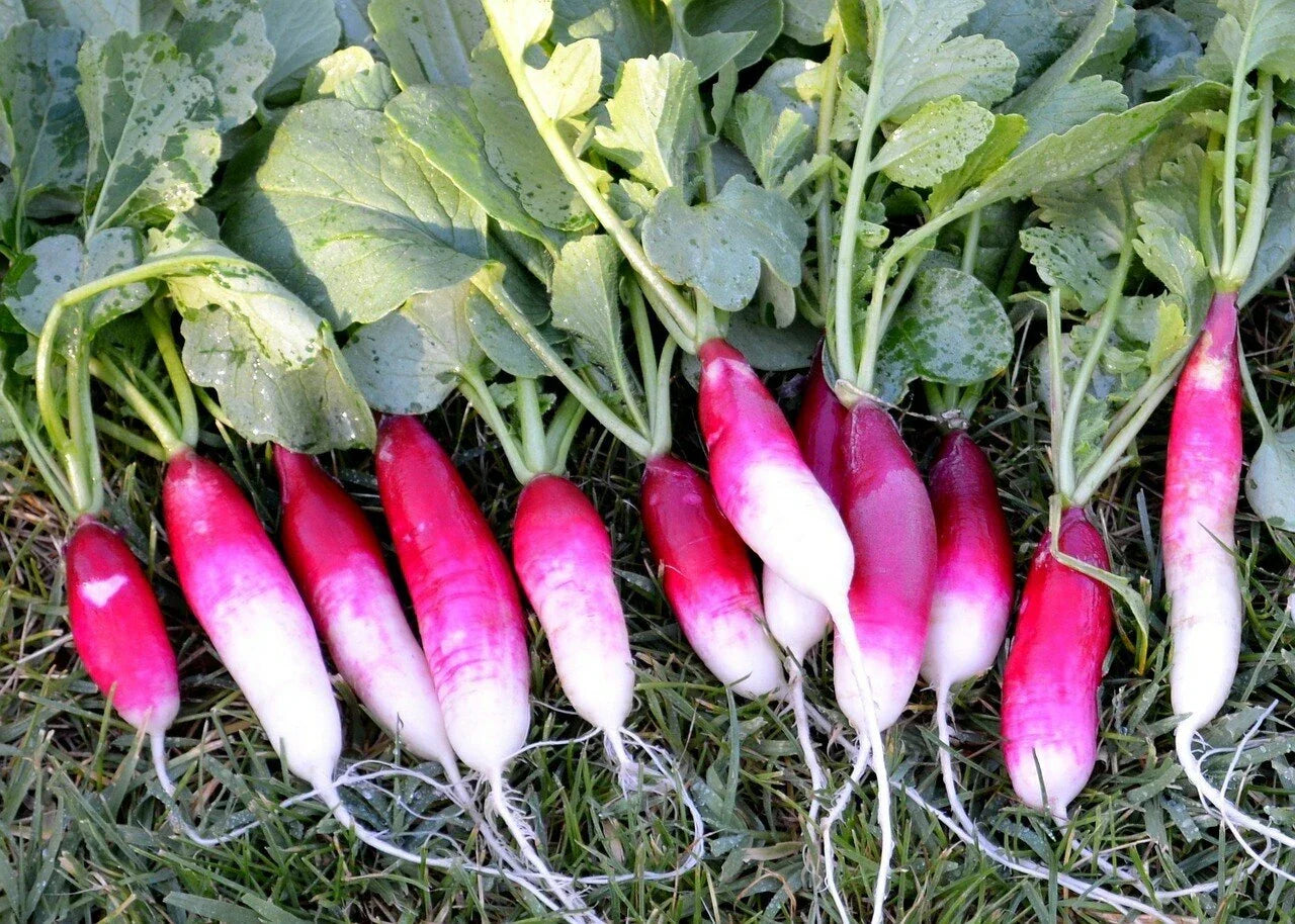French Breakfast Radish Seeds 200 Ct - Non-GMO Vegetable Seeds - Raphanus sativus