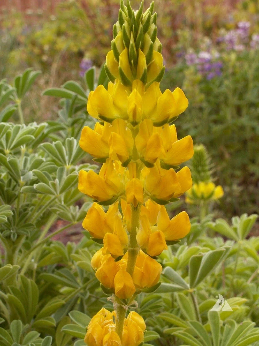 Yellow Lupine Seeds – Drought Tolerant, Bee & Hummingbird Friendly, Non-GMO, Annual, Lupinus polyphyllus, 50 Pack