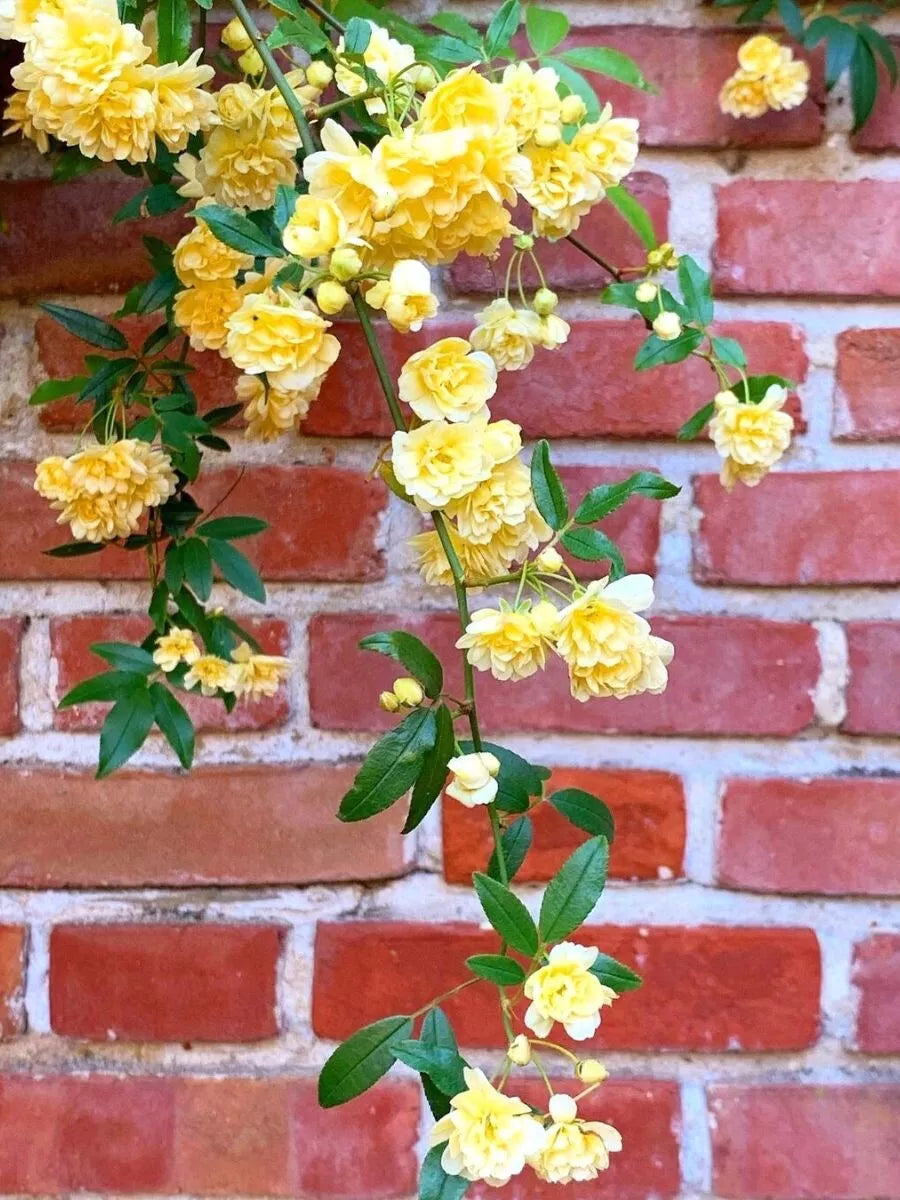 Thornless Polyanthus Climber Cuttings (4) - Clear Yellow - Easy Rooting