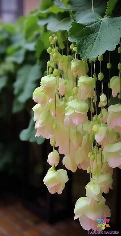 Yellow Weeping Begonia Seeds, Trailing, Begonia 'Pendula', Garden Planting, Non-GMO, Free Shipping