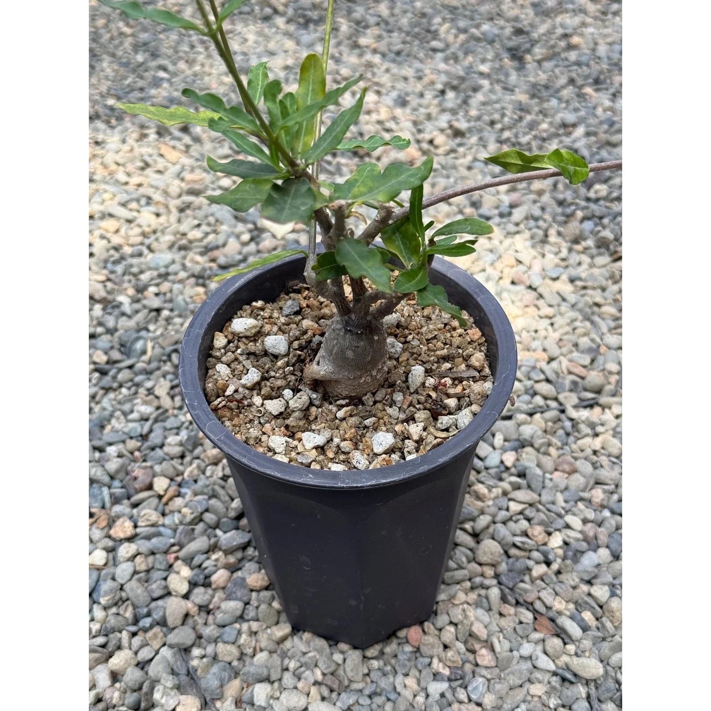 Fockea crispa Caudiciform Succulent Seeds | Rare Thick Caudex Plant for Indoor & Container Gardening
