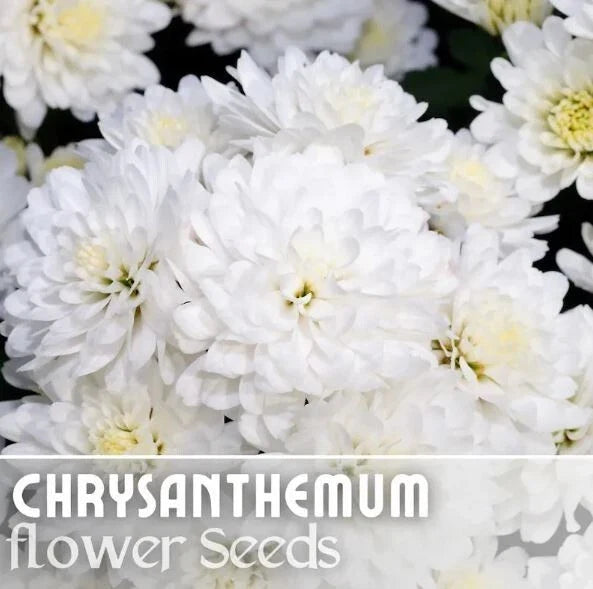 Pearl Gem Mum Seeds - 200 Chrysanthemum morifolium Annual Flower Seeds for Garden, Borders, Containers