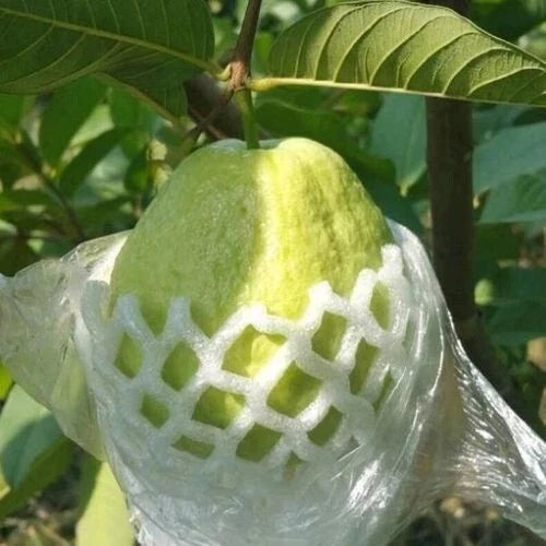 Pink Pearl Guava Seeds - 20 Count, Tropical Fruit, Psidium guajava, Pink-Fleshed Guava Seeds for Garden or Pot Cultivation