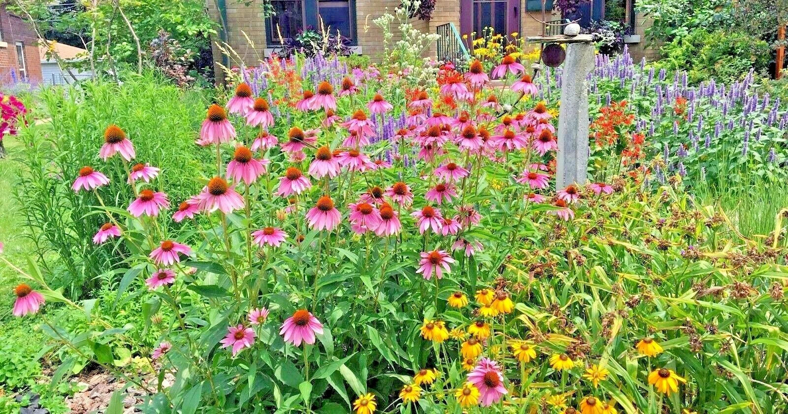 Native Perennial Wildflower Seed Mix 1 OZ – 17 Varieties for Pollinators & Cut Flowers | Wildflower Seeds