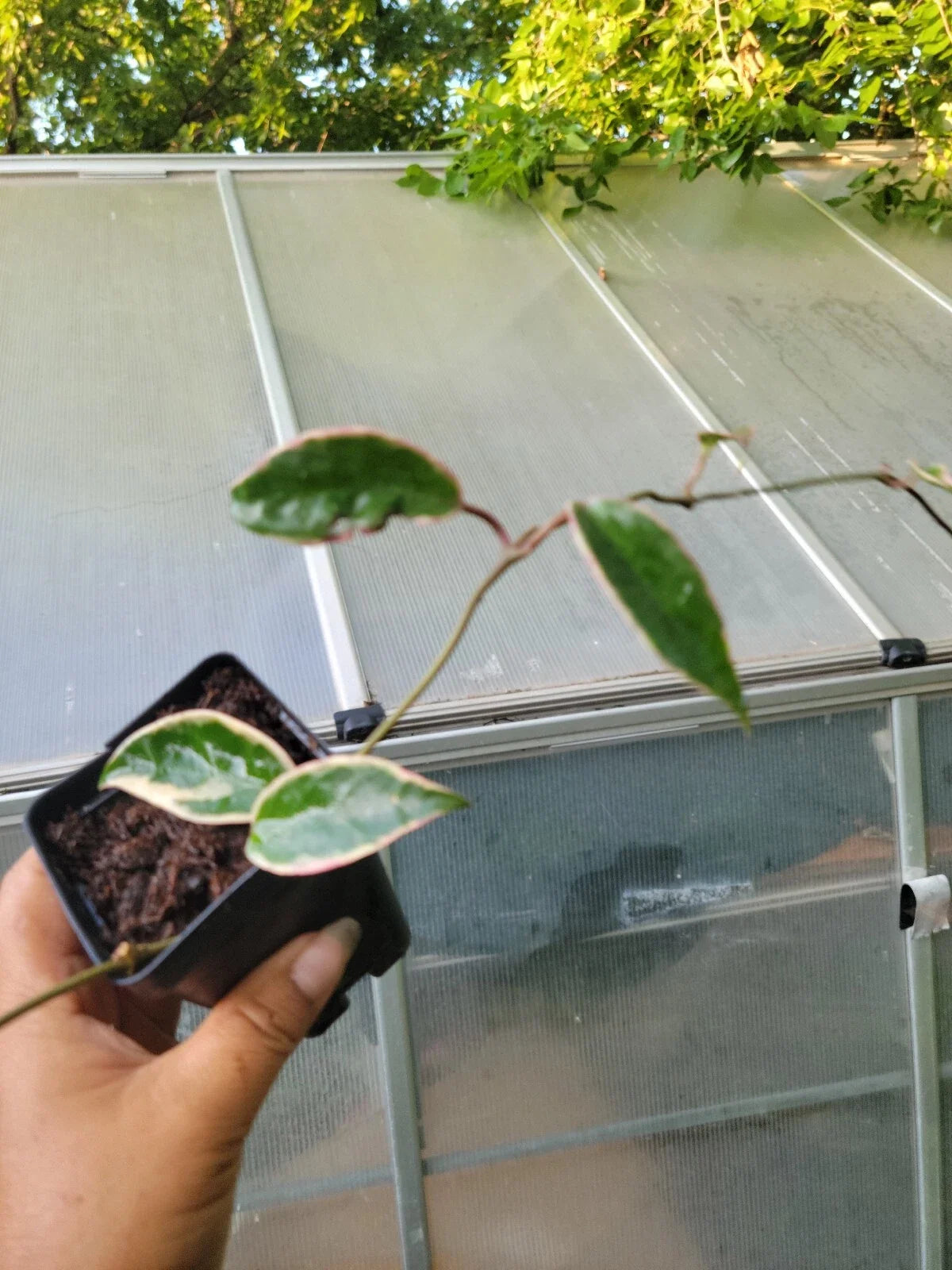 Hoya Krimson Queen Plant - Rooted Variegated Green & White Foliage - Hoya carnosa 'Krimson Queen' Indoor Houseplant