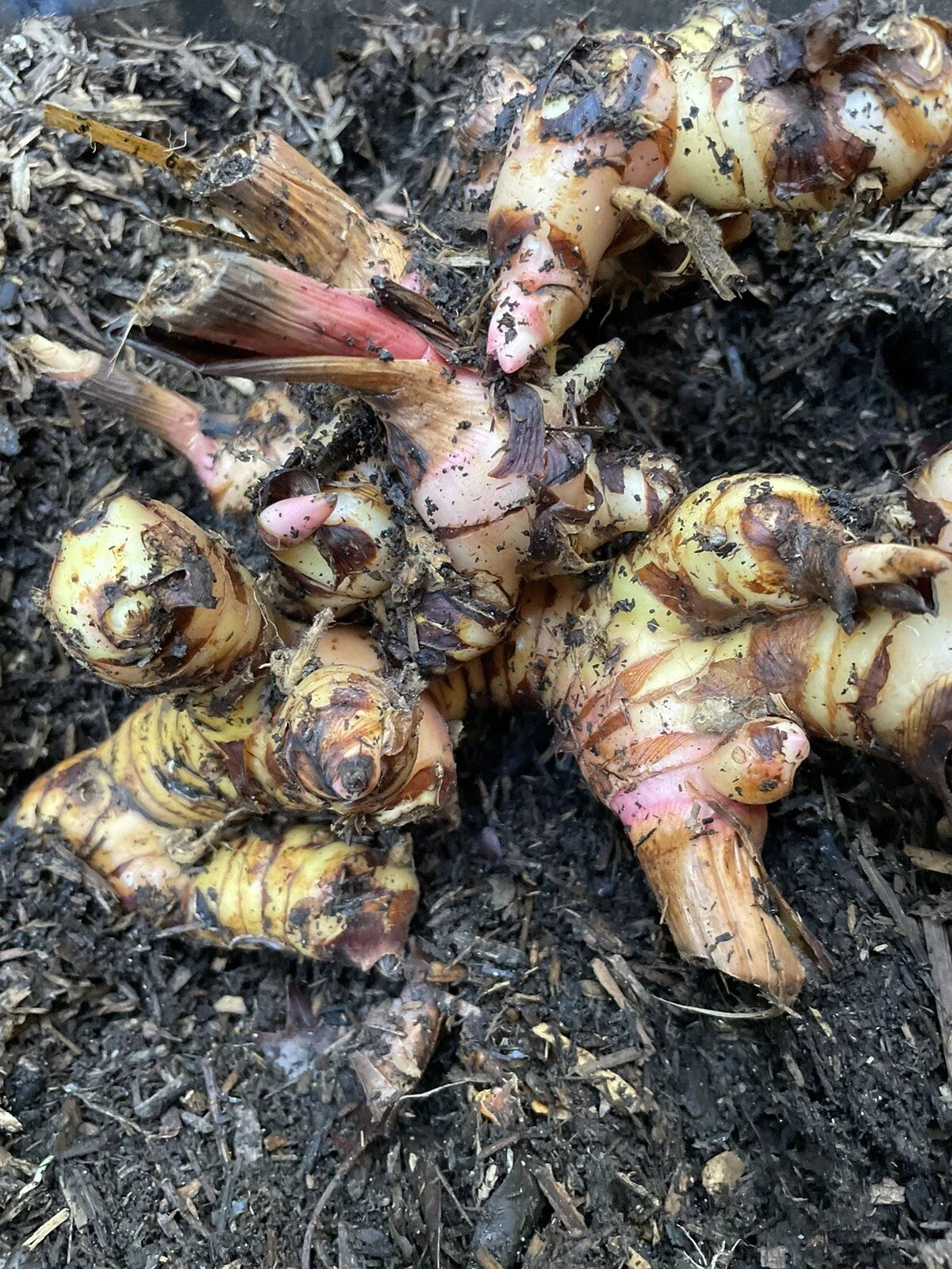 Galanga Roots 1Lb for Planting, Thai Ginger Rhizome, Alpinia galanga, Fresh Culinary Herb, Organic, Perennial Herb