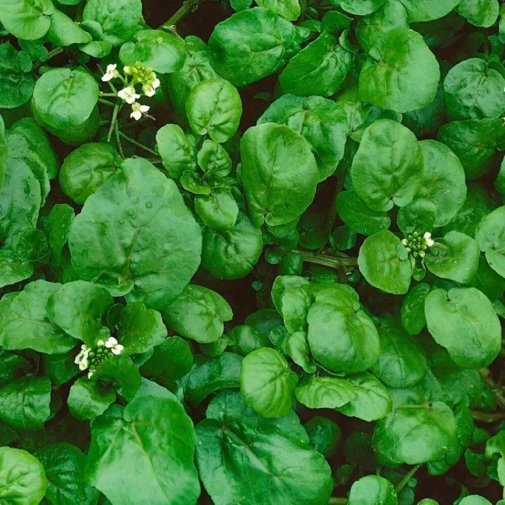 Watercress Seeds - 1200+ Heirloom Organic Non-GMO Nasturtium officinale for Gardening & Salad