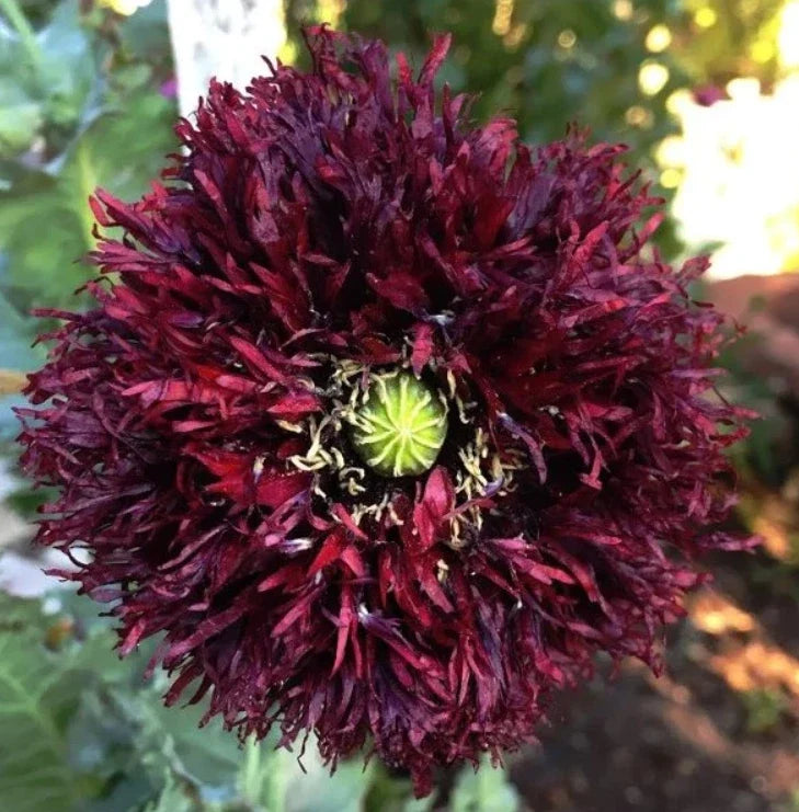Black Swan Poppy Seeds - 500 Non-GMO Papaver somniferum for Feathery Frilly Blooms, Bees & Butterfly Attractant
