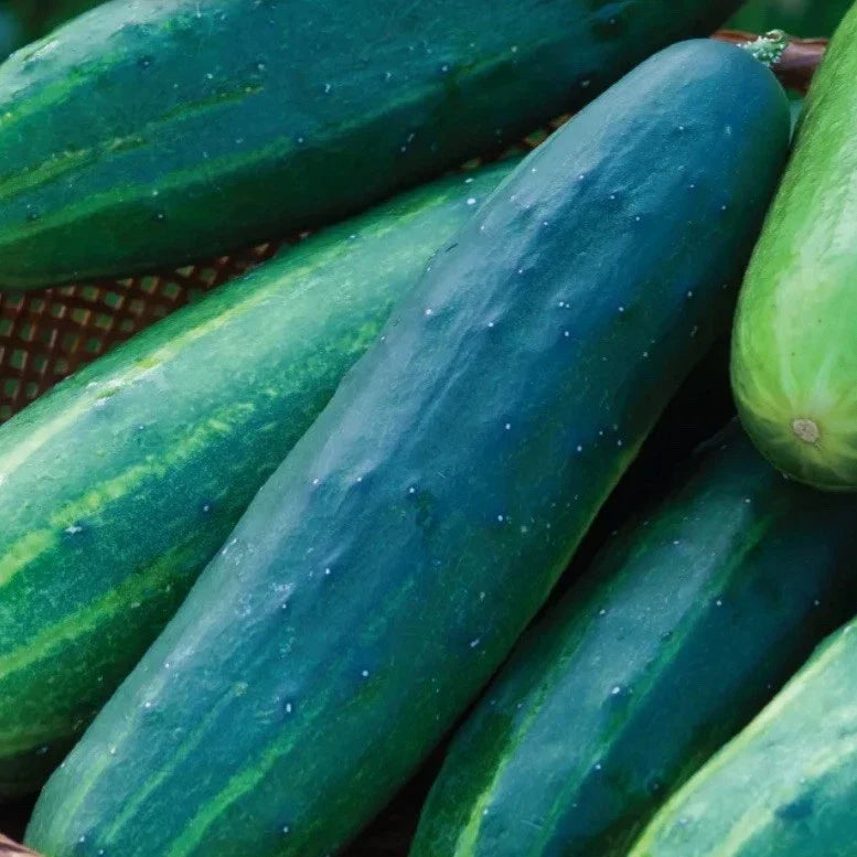 Cucumber Salad Slicer Seeds - Organic Heirloom Cucumis sativus for Fresh Salads & Pickling, 35+ Seeds