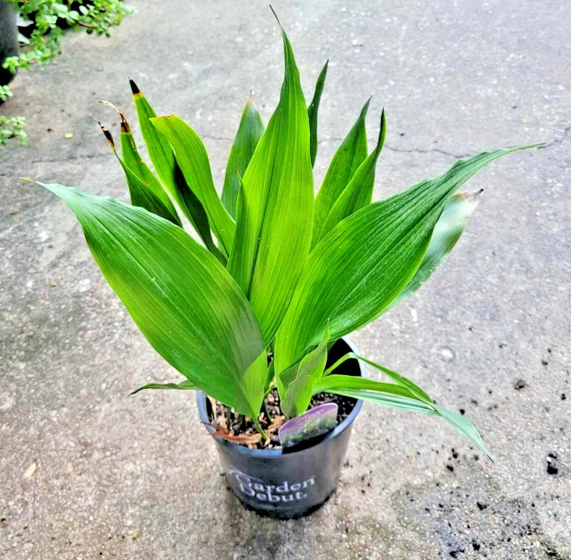 Dwarf Aspidistra Elatior - 4-Inch Potted Cast Iron Plant for Low Light Indoor Decor