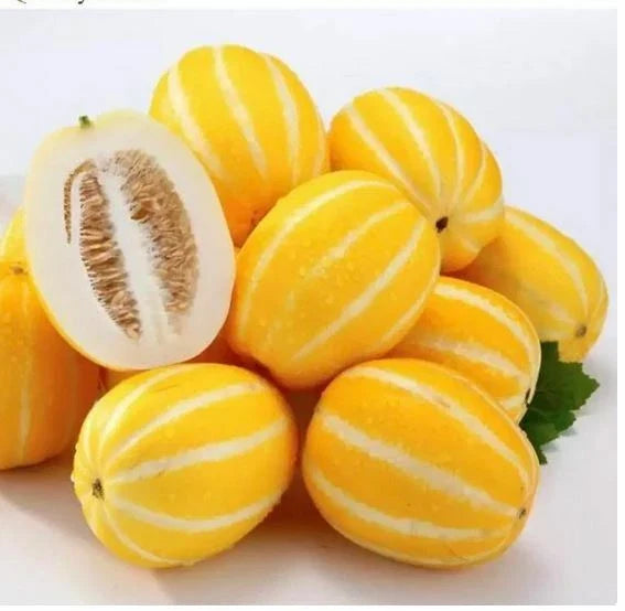 Korean Torpedo Melon Seeds - 25 Pack Heirloom Cucumis melo Organic Non-GMO