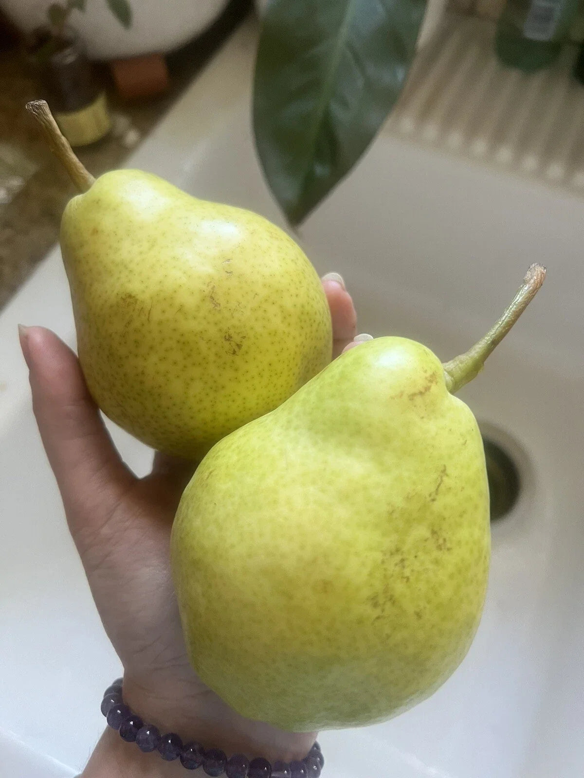Bartlett Pear Seeds - 5 Pack, Edible Fruit, Non-GMO, Easy Grow, Pyrus communis