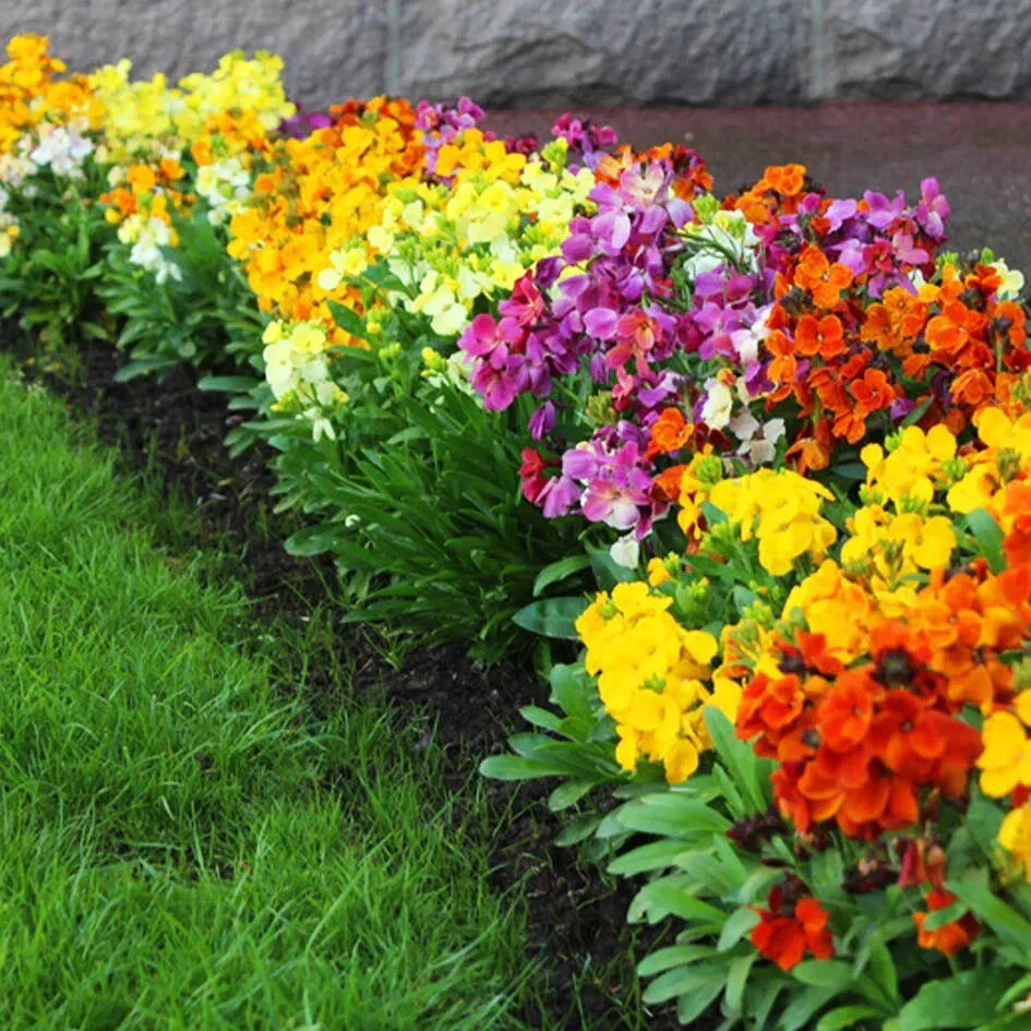 55 English Wallflower Seeds - Perennial Mix by GroCo - Erysimum cheiri for Garden Planting