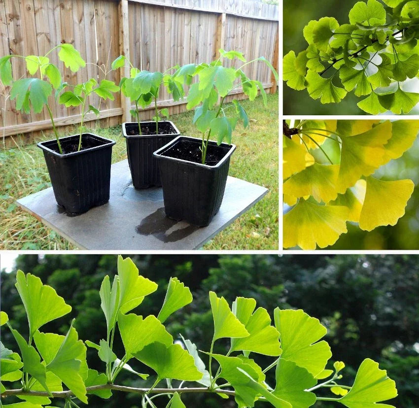 Ginkgo Biloba Maidenhair Tree 24+ Inches Live Bare Root Plant for Bonsai & Herbal Use