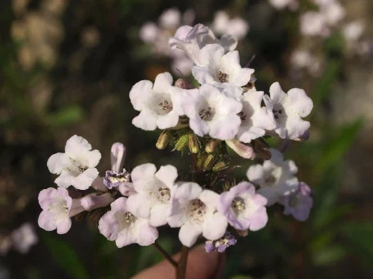 Organic Yerba Santa Seeds - Eriodictyon californicum for Herbal Tea & Remedies, 20 Non-GMO Seeds