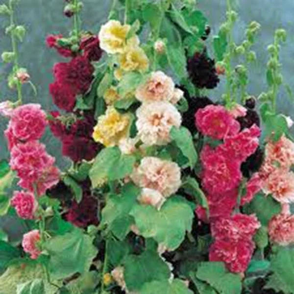 Hollyhock Seeds 500 Packets Pink Red Yellow Alcea rosea Garden Flower Seeds for Borders & Cut Flowers