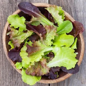 Gourmet Lettuce Seeds - 1000+ Count Heirloom Mix for Salad Greens - Lactuca sativa Annual Garden Seeds