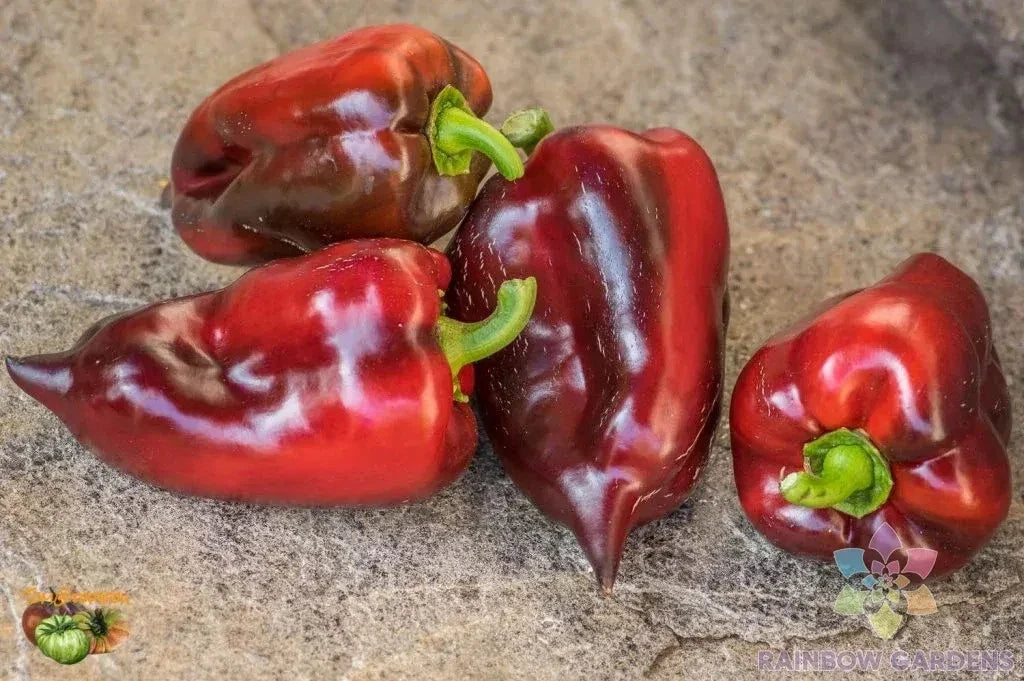 Hungarian Black Sweet Pepper Seeds – Capsicum annuum, Non-GMO, USA Grown, 25+ Pack for Garden, Container, Fresh Eating