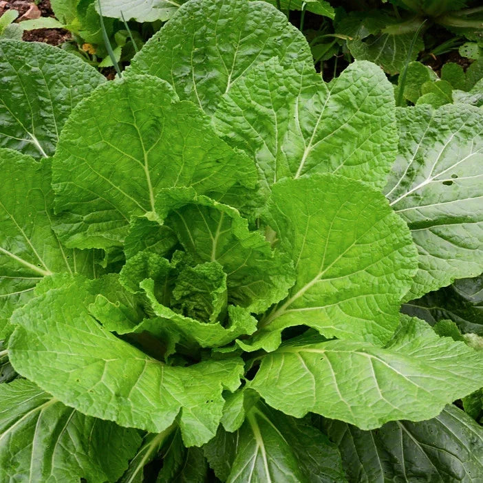 Florida Broadleaf Mustard Green Seeds - Non-GMO Brassica juncea for Spring & Fall Planting, 600+ Seeds
