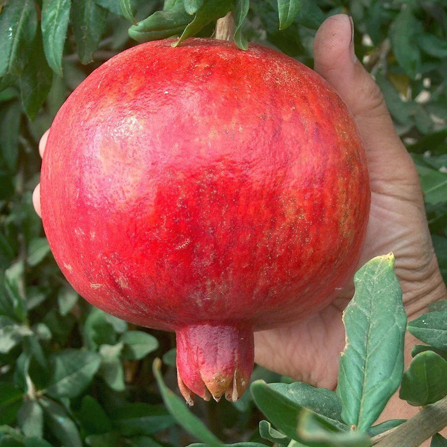 Pomegranate Cuttings Lot of 20 | Sweet Wonderful Variety | Punica granatum | Fruit Tree Propagation