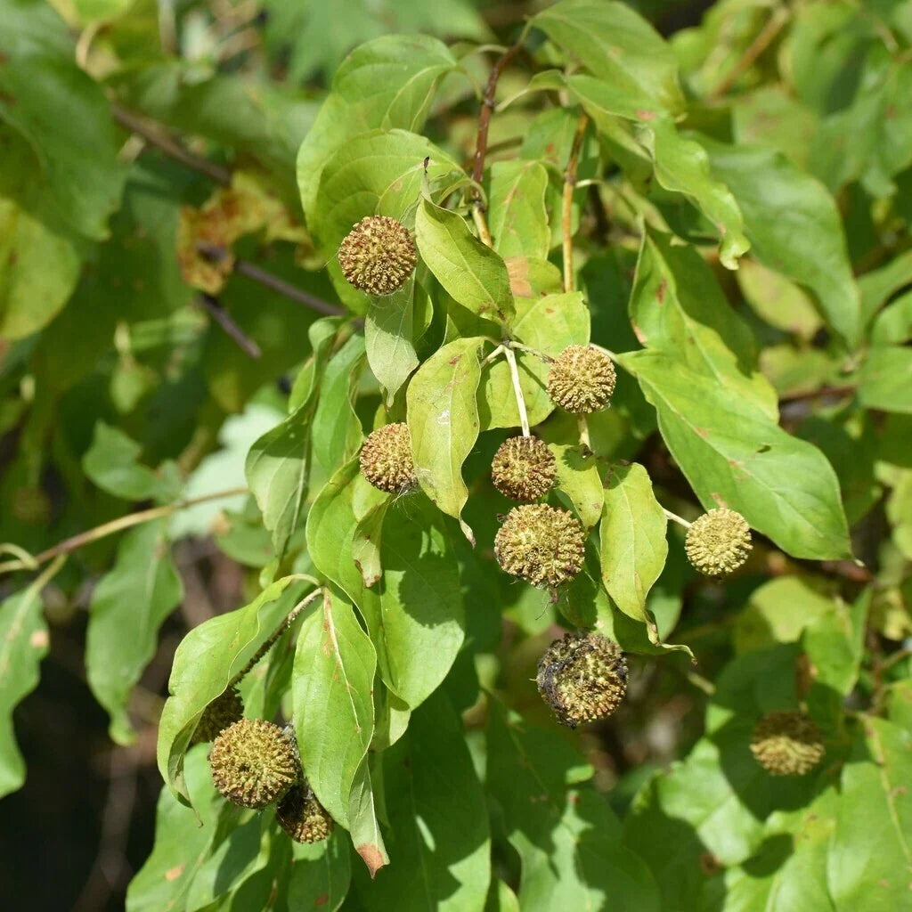Buttonbush Seeds 100+ Count | Non-GMO Wetland Plant Cephalanthus occidentalis for Pollinator Gardens