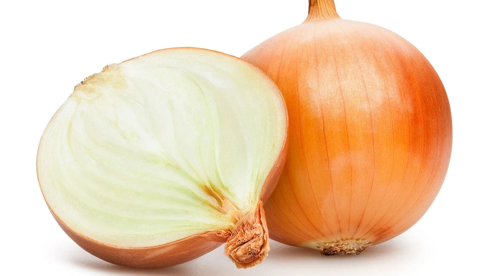 Sweet Spanish Onion Seeds - Organic Heirloom Non-GMO Allium cepa - Pack of 100 Vegetable Seeds for Garden or Container Planting