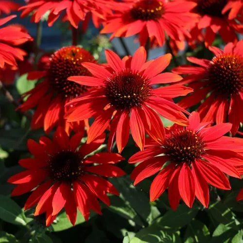 Sangrita Coneflower Seeds - 50 Perennial Echinacea Purpurea Red-Orange Flowers for Garden, Pollinator Attractant