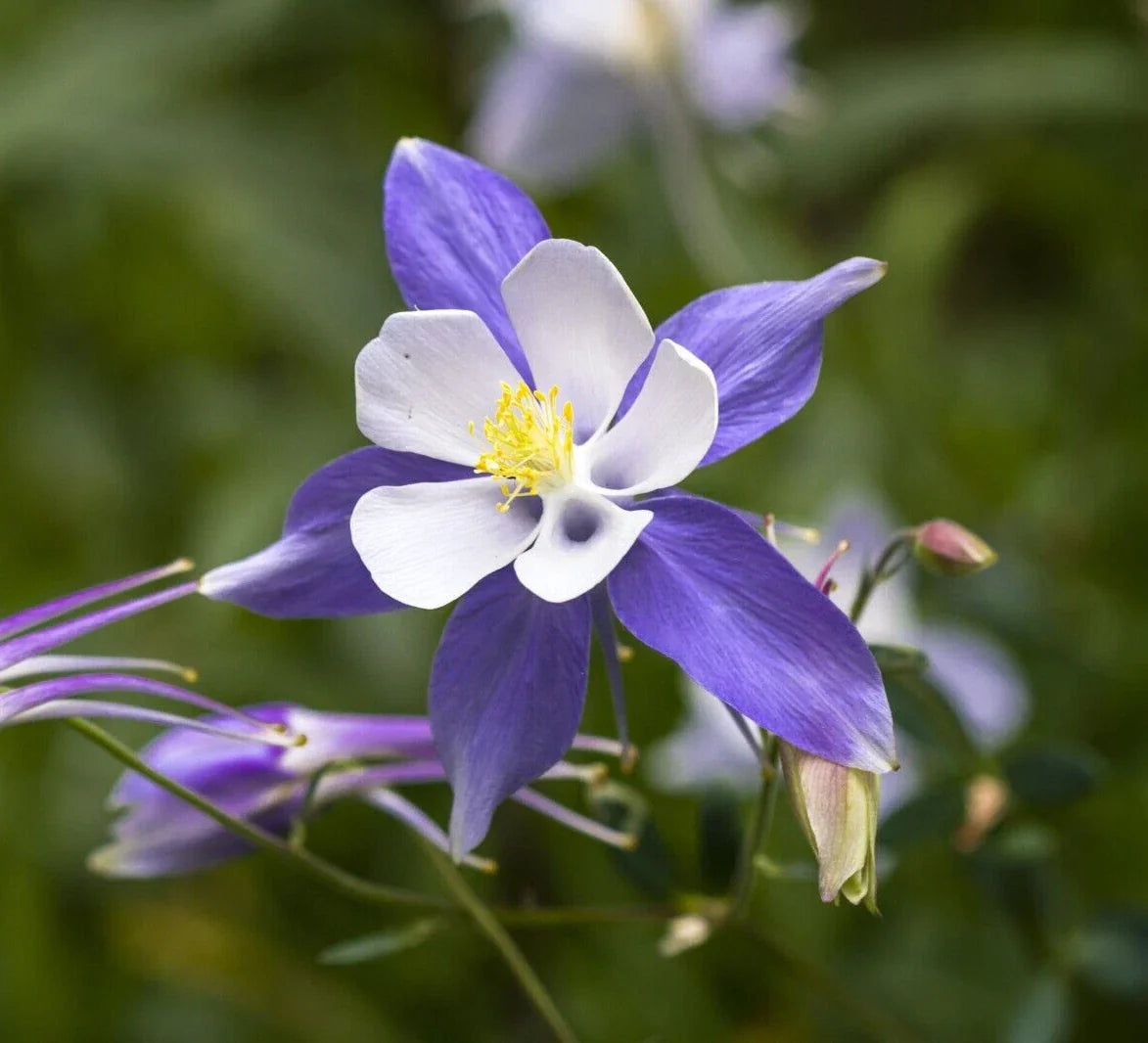 Blue Columbine Seeds - 50 Aquilegia coerulea Perennial Flower Seeds
