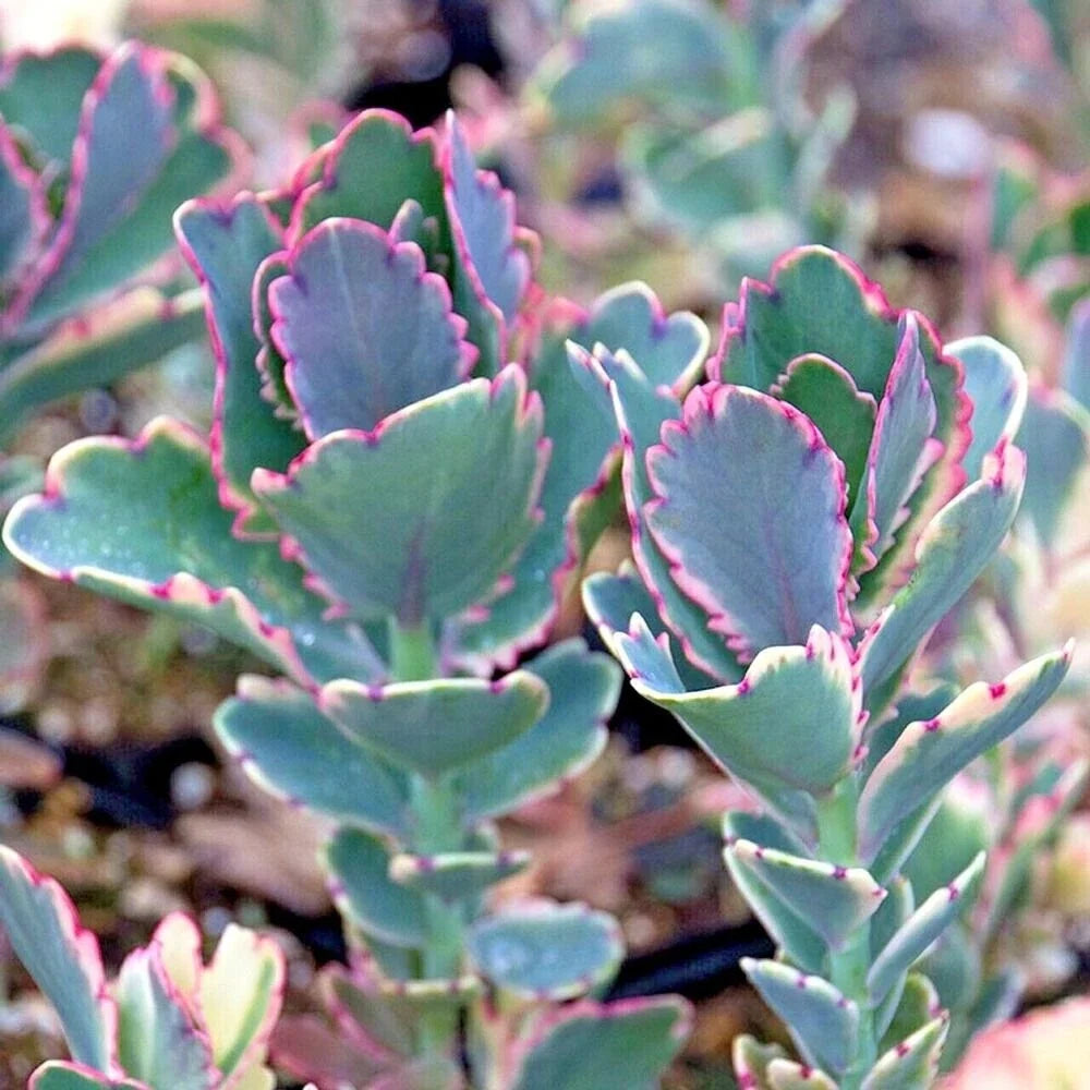 Kalanchoe fedtschenkoi Lavender Scallops Succulent Houseplant, Potted Indoor Plant, Drought-Tolerant, Low-Maintenance, Decorative Gift