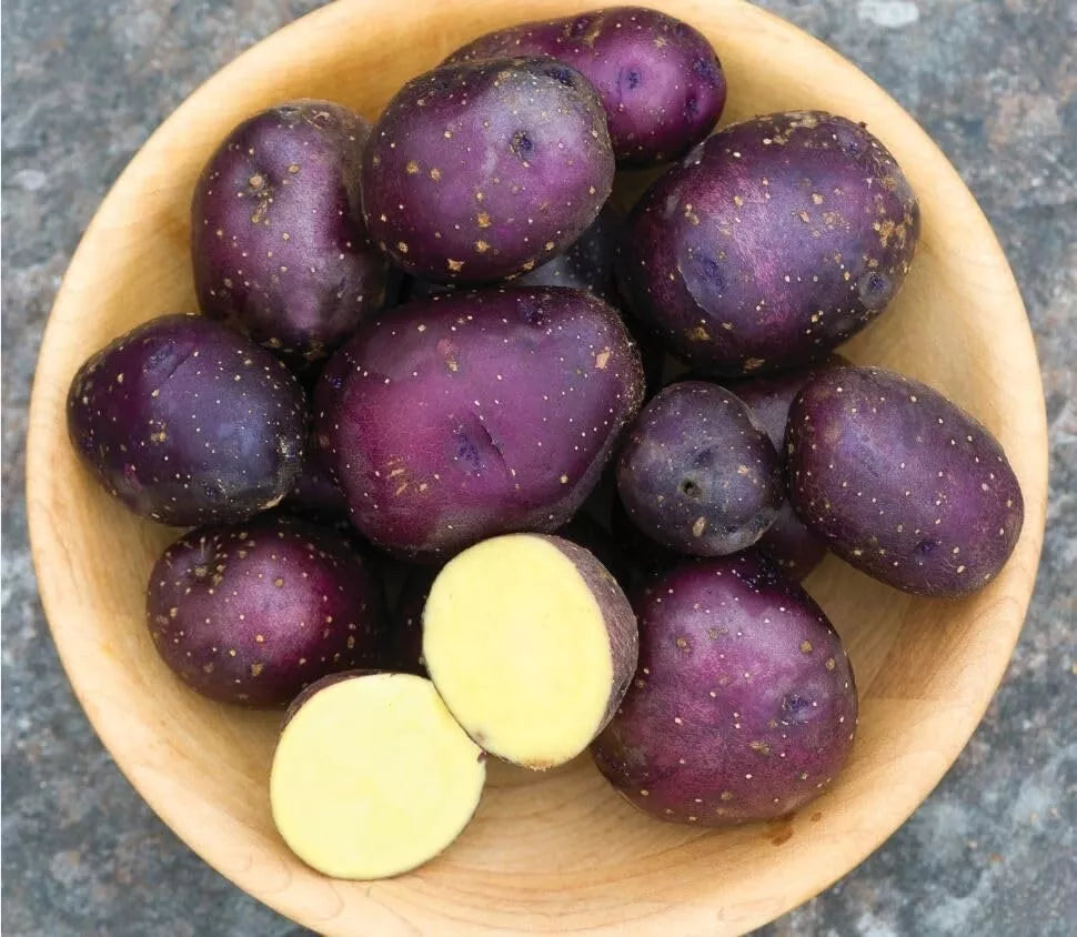 Harvest Moon Baby Seed Potatoes for Planting, Organic Early Season Solanum tuberosum, Small Compact Potatoes