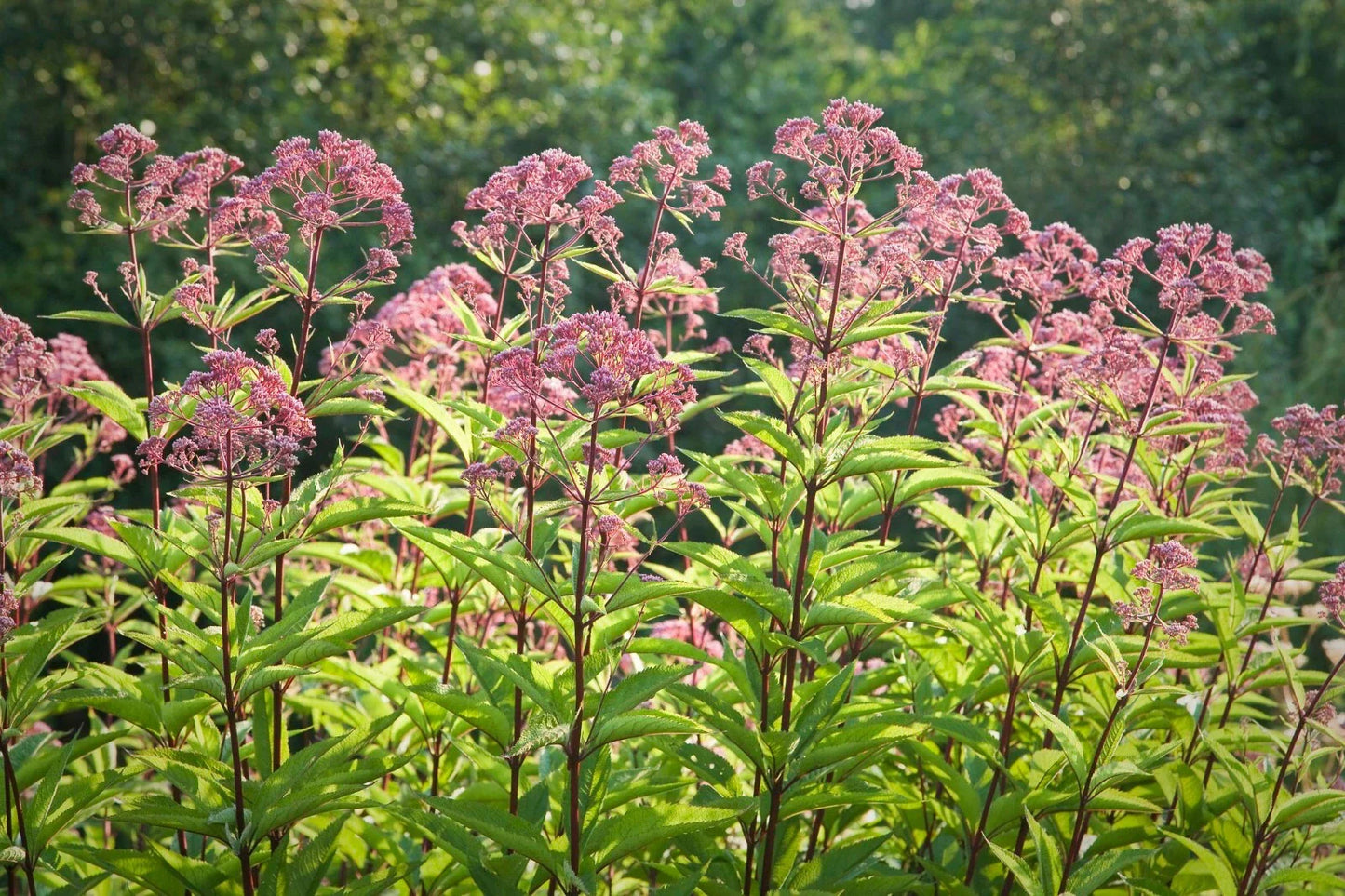 Joe Pye Weed Seeds - 50 Count - Eupatorium purpureum - Butterfly & Hummingbird Attracting