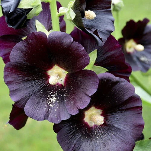 Hollyhock Seeds Alcea rosea 'Nigra' - Large Black & Deep Red Flowers Heirloom