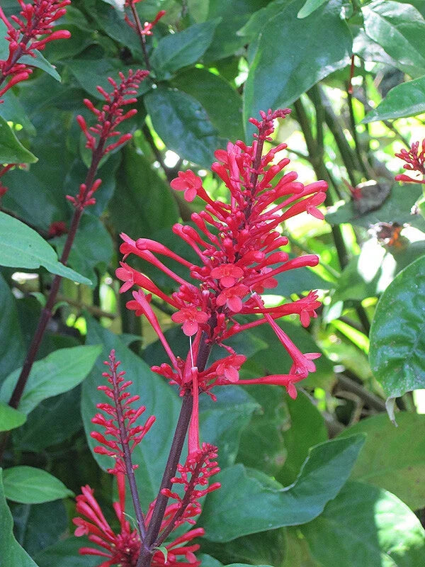 Fire Spike Red Rooted Starter Plant - Odontonema strictum - Attracts Hummingbirds, Tropical Perennial