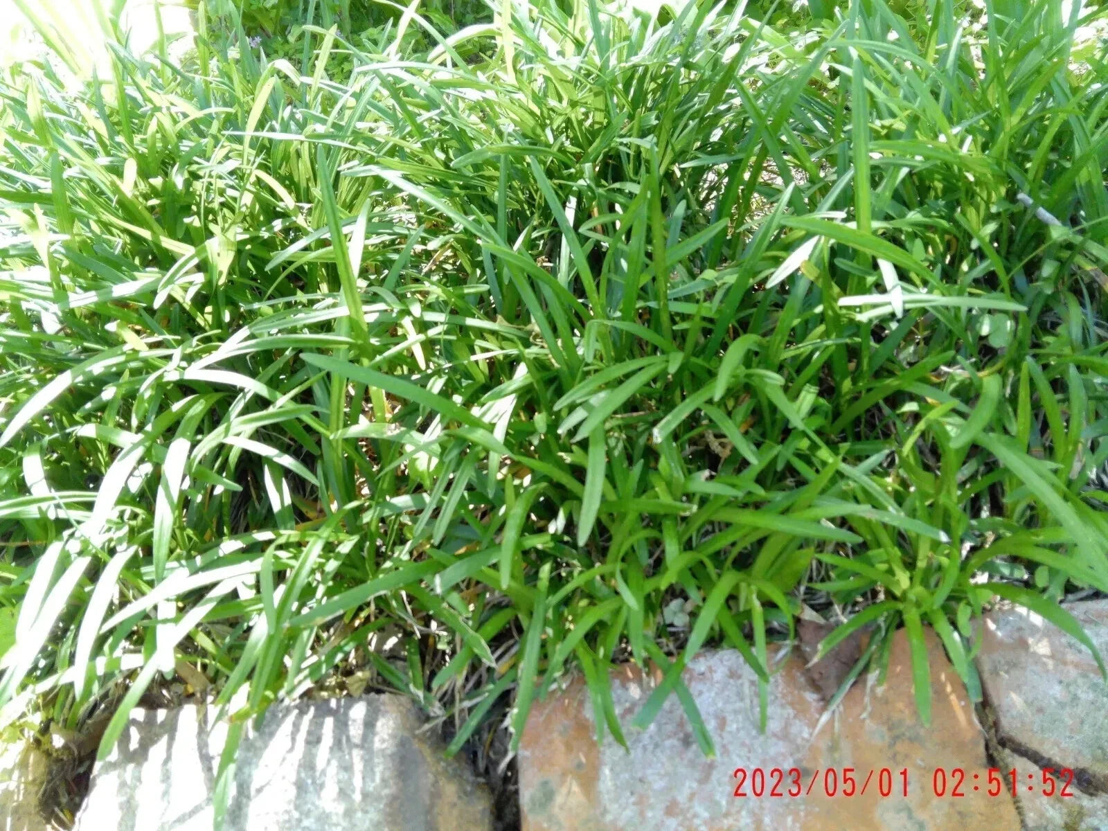 Monkey Grass Plants - 25 Bare Root Liriope Muscari Ground Cover, Shade Tolerant, Low Maintenance