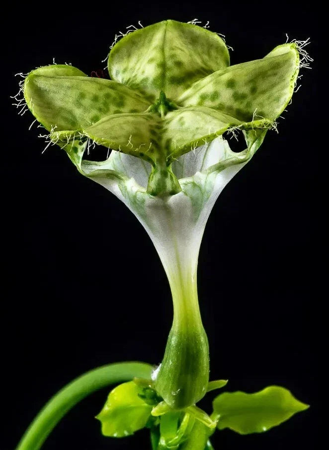Ceropegia Sandersonii Parachute Plant in 3.5" Pot - Indoor Succulent with Unique Flowers