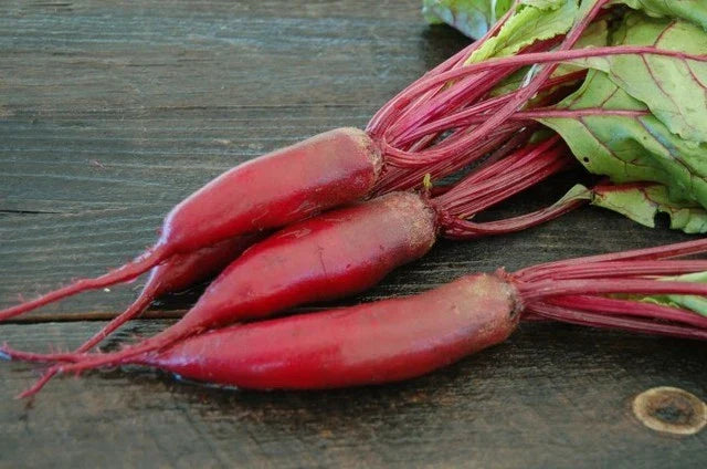 Cylindra Beet Seed - Organic Heirloom Beta vulgaris for Home Gardening