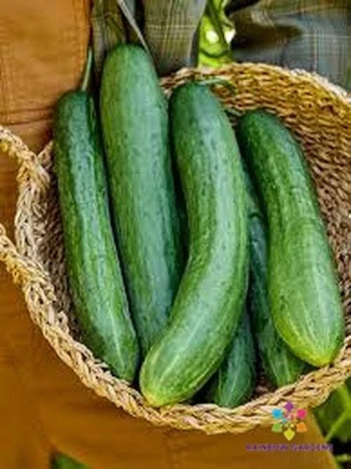 Sweet Success Cucumber Seeds - Heirloom, Non-GMO, 25+ Cucumis sativus, Vining, for Garden & Container Planting