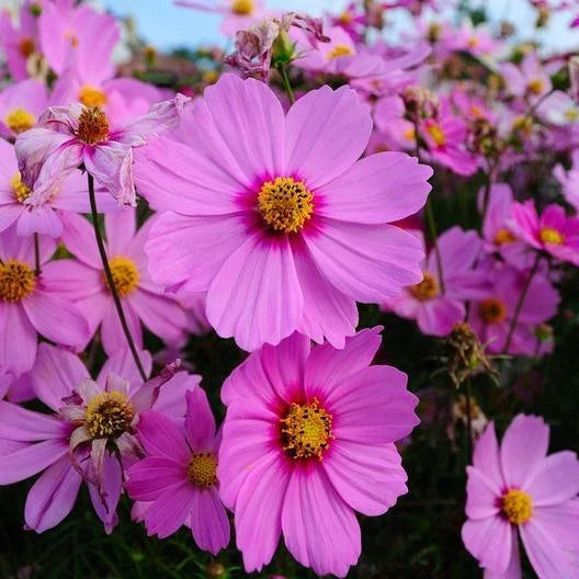 Cosmos Seeds - 200 Non-GMO Heirloom Pink Flowers - Cosmos bipinnatus 'Radiance' for Gardens, Borders & Cut Flowers