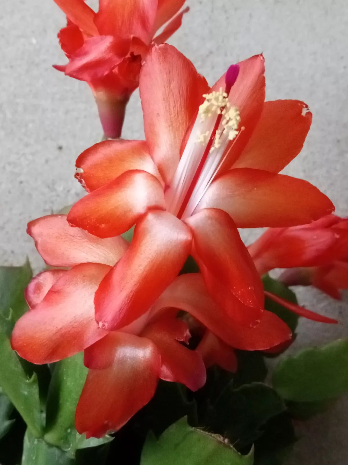 Thanksgiving Cactus Leaf Cuttings 5 Pack Orange Schlumbergera zygocactus Indoor Houseplant