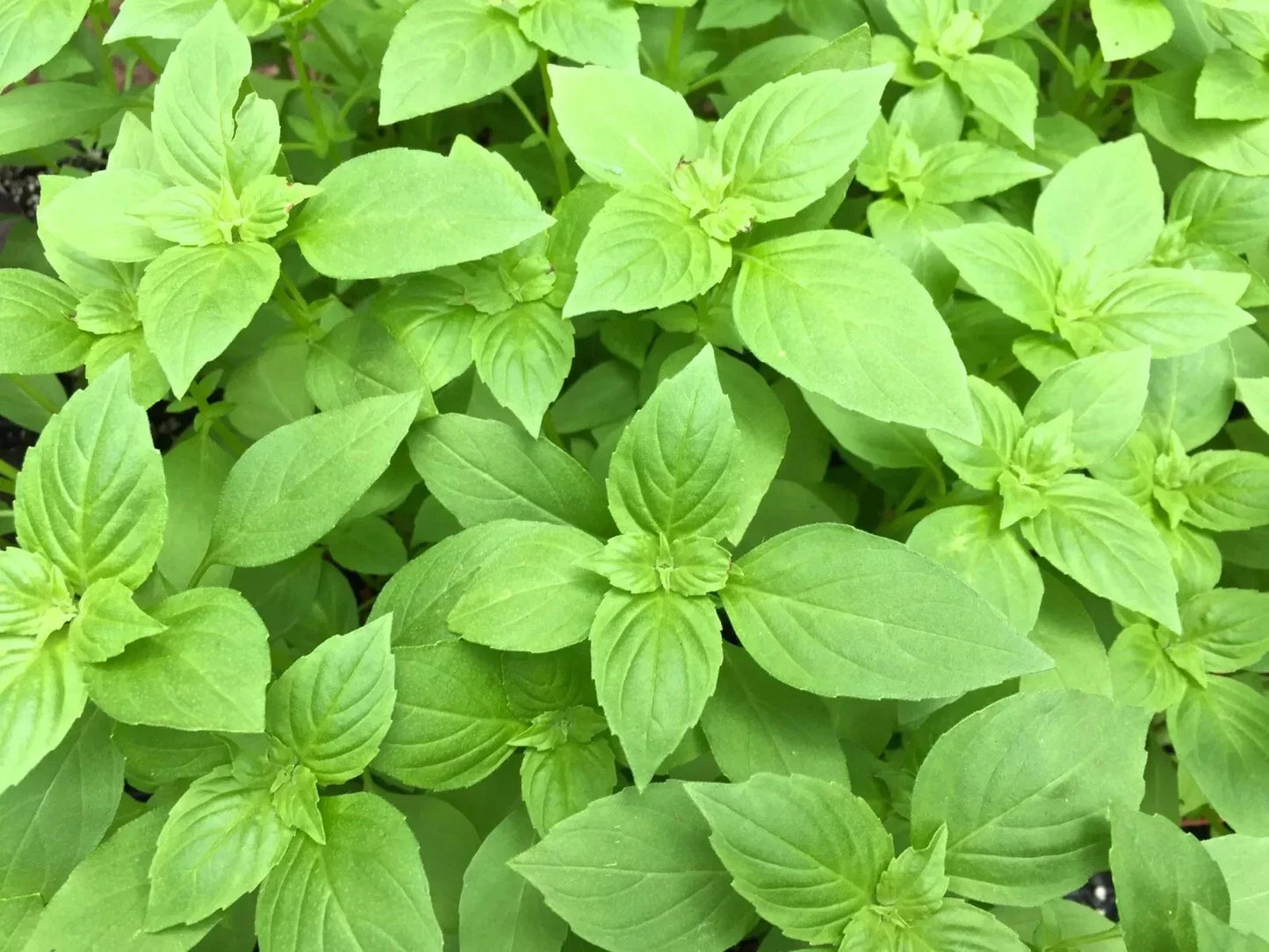 Lemon Basil Seeds 500+ Organic Heirloom Non-GMO Ocimum Basilicum Herb