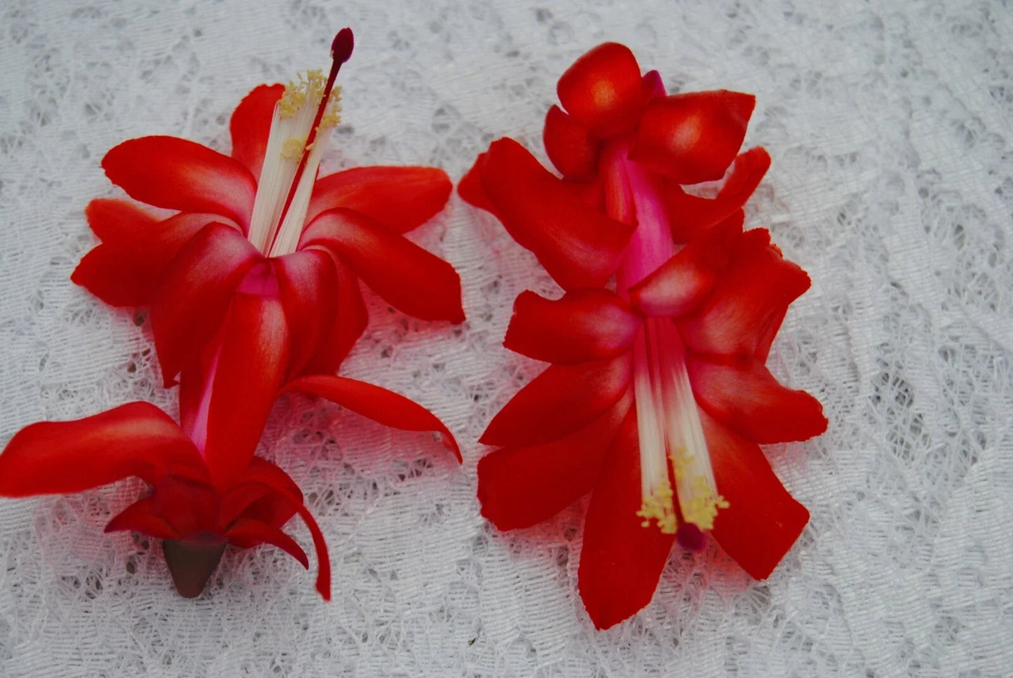 Christmas Cactus Starter Plant - Small Red Planet Schlumbergera Truncata - Easy Care Holiday Succulent for Indoor Decor
