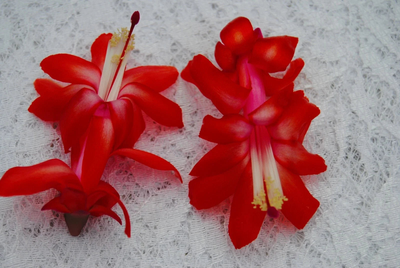 Christmas Cactus Starter Plant - Small Red Planet Schlumbergera Truncata - Easy Care Holiday Succulent for Indoor Decor