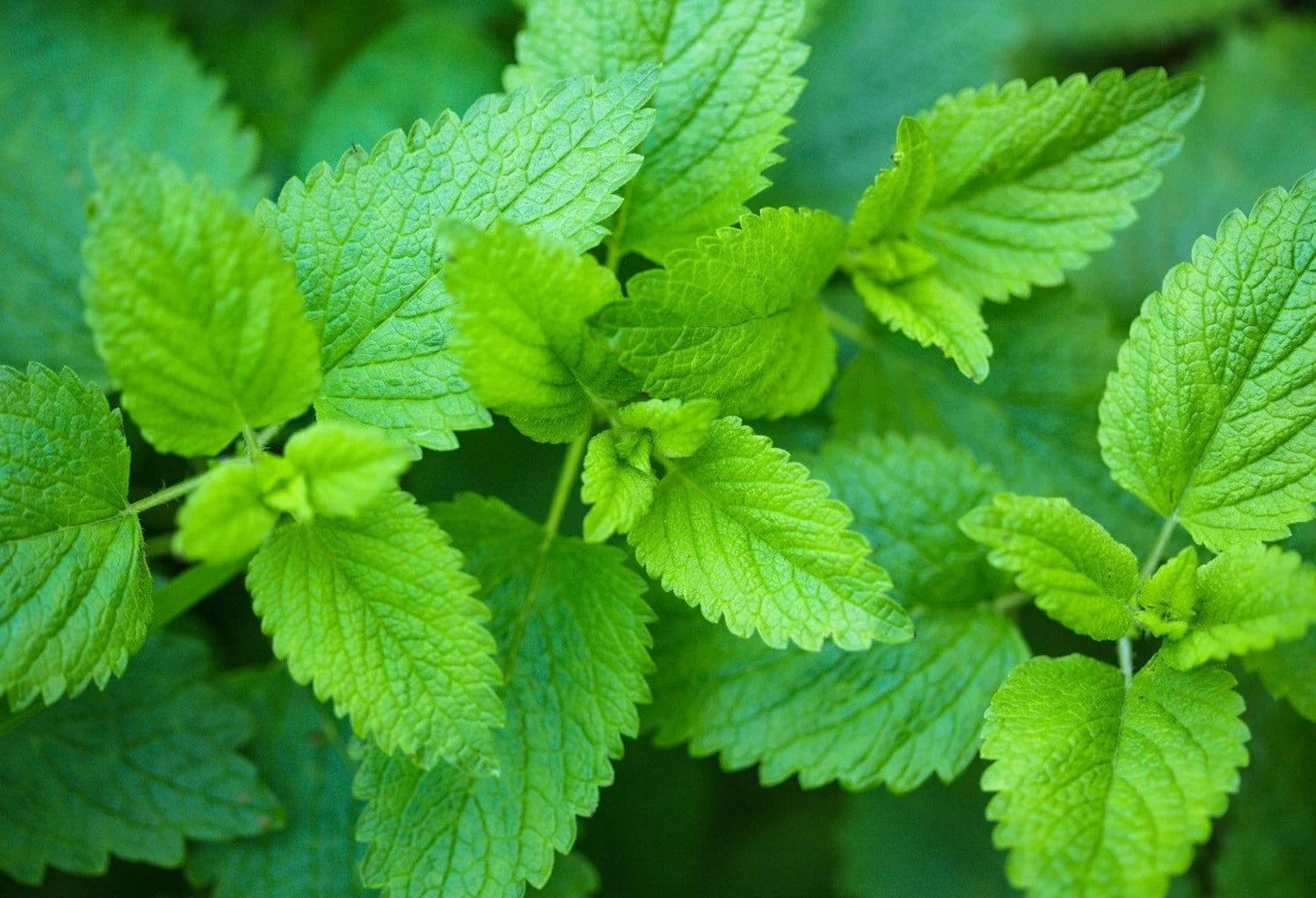 Lemon Balm Seeds 200+ Non-GMO Melissa officinalis Culinary & Medicinal Herb Seeds for Garden