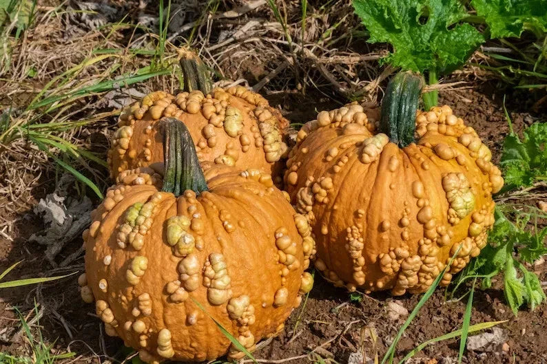 Organic Grizzly Bear Warty Pumpkin Seeds - Heirloom Cucurbita pepo, 10 Pack, Unique Warty Texture, Fall Decor, USA Grown