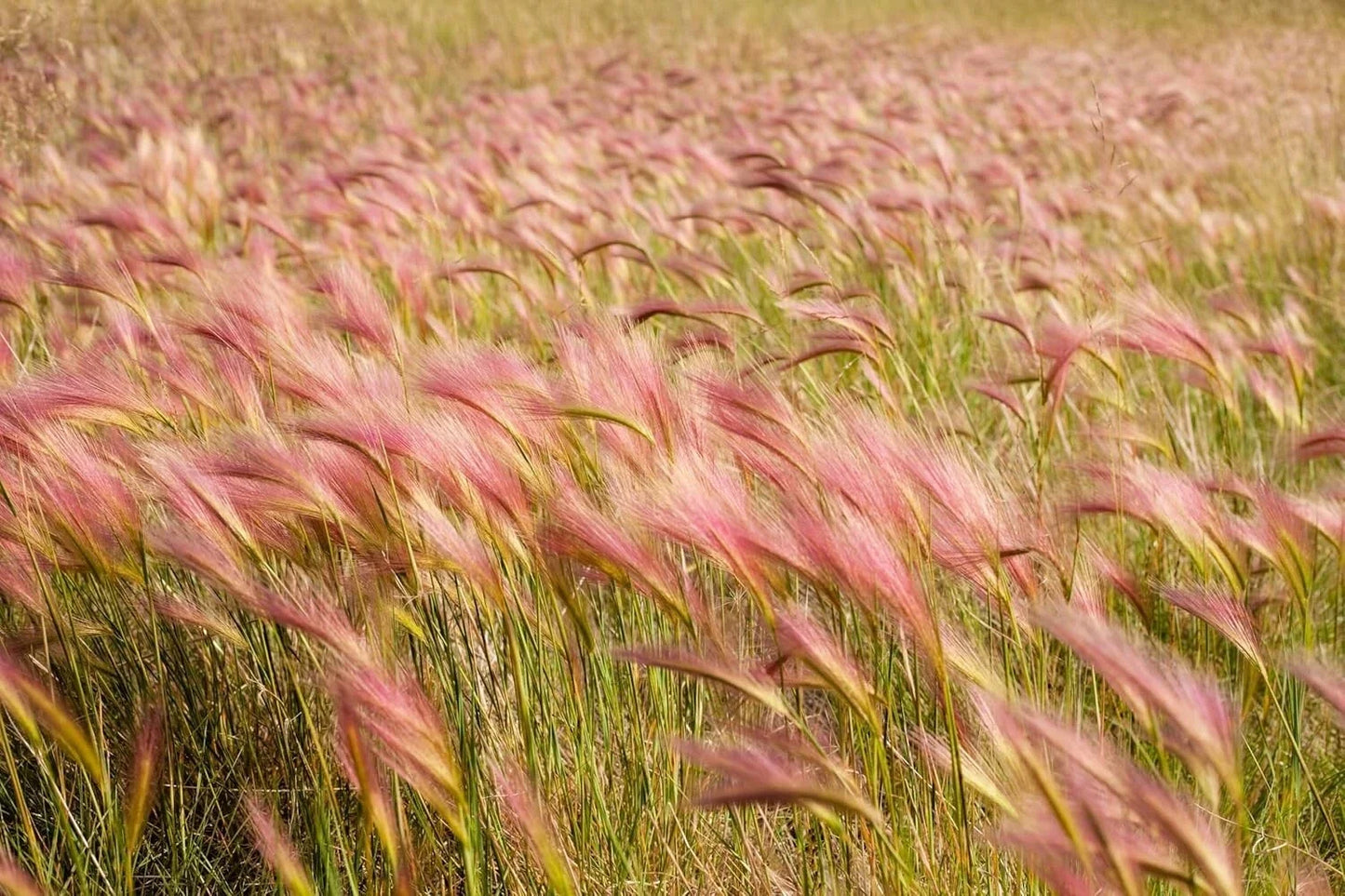 Squirrel Tail Grass Seeds, Hordeum jubatum, Ornamental Drought-Tolerant Perennial, Native Plant Garden, 30 Seeds