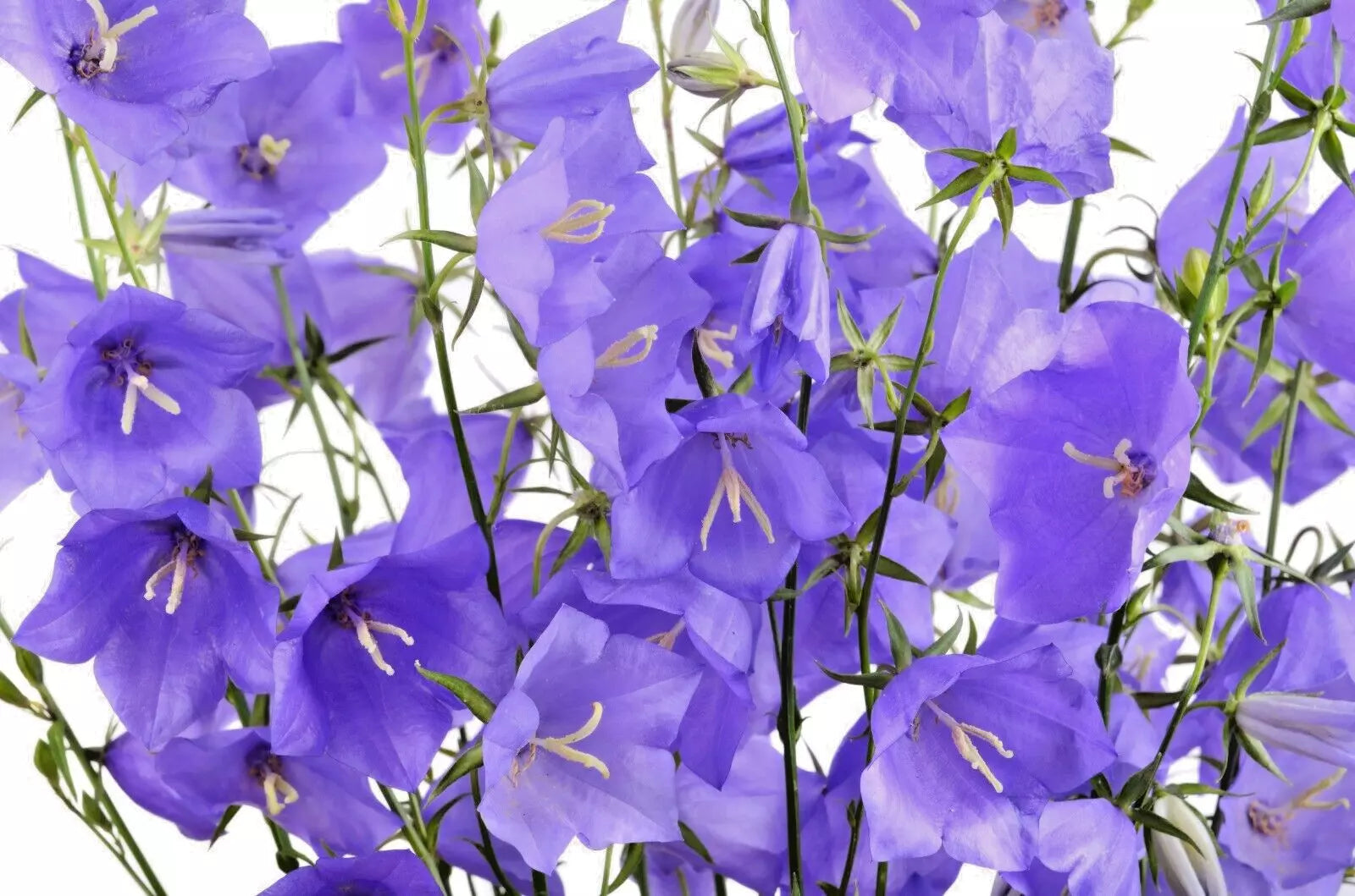 Blue Peach Leaf Bellflower Seeds - Campanula persicifolia, 255 Seeds, Large 2-Inch Blue Flowers, Perennial Garden Seeds
